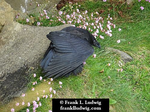 Ravens in Mullaghmore